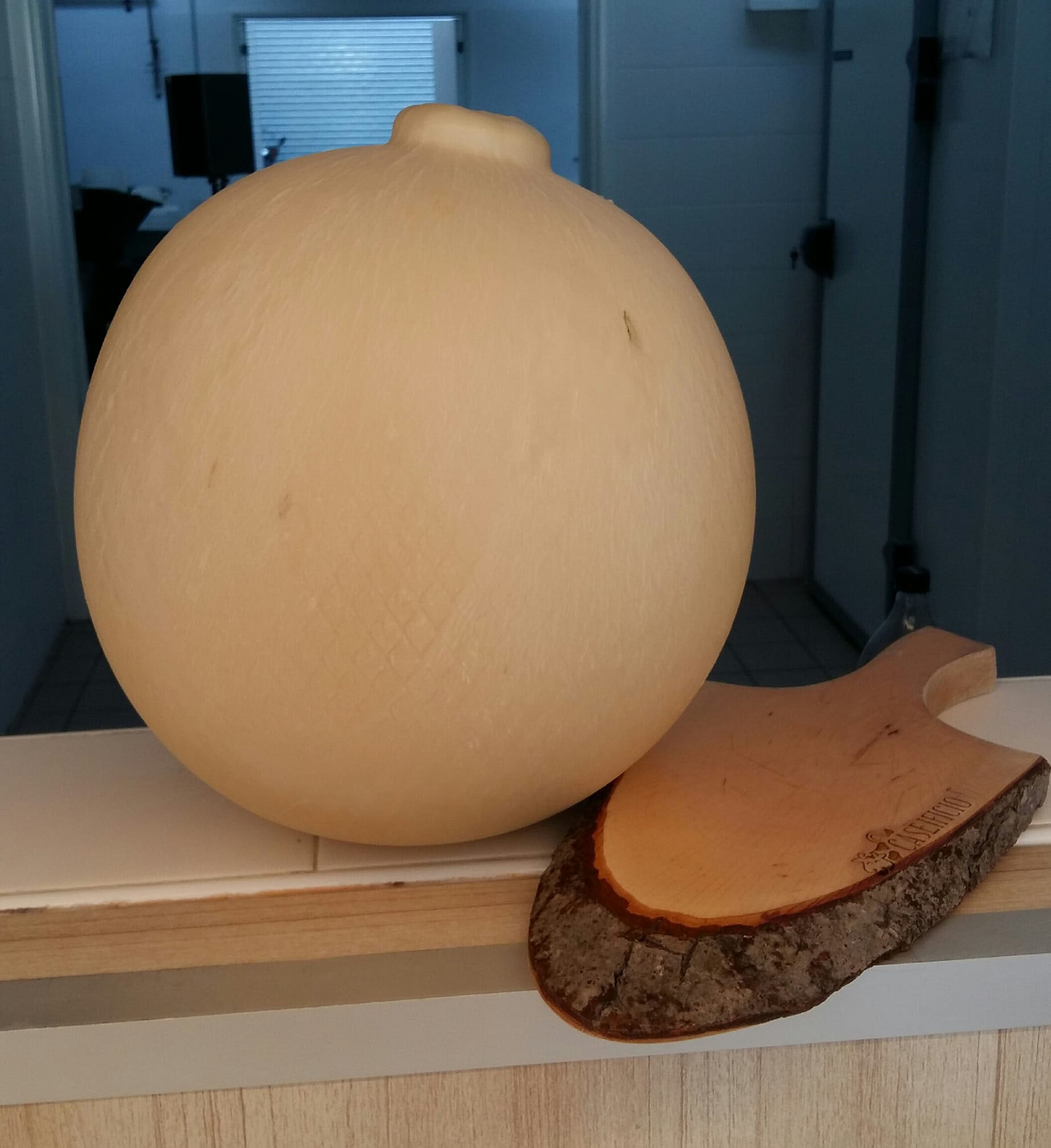 caciocavallo gigante